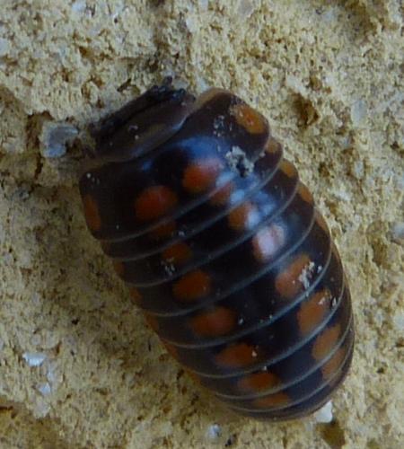 Glomeris esterelana